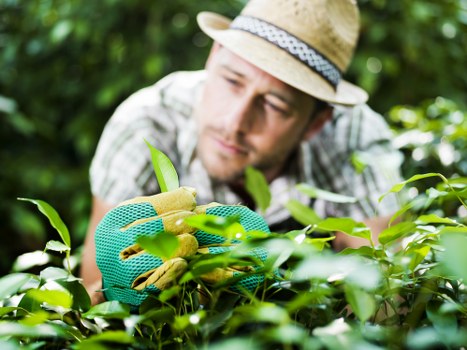 Professional lawn mowing and maintenance for residential outdoor spaces in Turnhamgreen