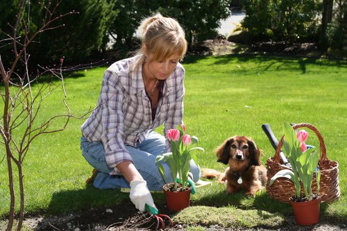 Regular lawn care and seasonal garden upkeep in Turnhamgreen